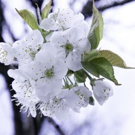 Kirschblüten